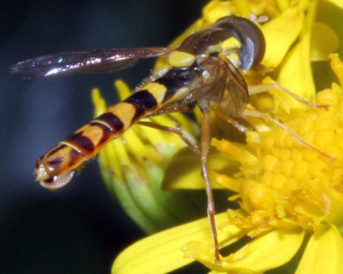 Réf. 325 466 : Sphaerophoria scripta